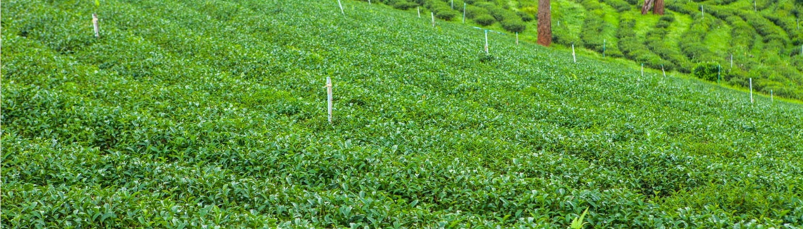 Blog Tea Buying Darjeeling